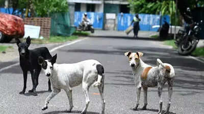Tragic Death of 13-Year-Old Girl Due to Stray Dog Attack in Madhya Pradesh | Bhopal News