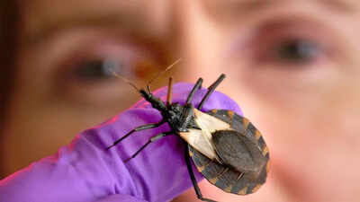 ‘Kissing bugs’ spreading Chagas disease in the US: Causes, symptoms, and early treatment options |