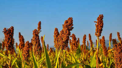 Millets for diabetes management: A natural way to balance blood sugar and improve overall health |