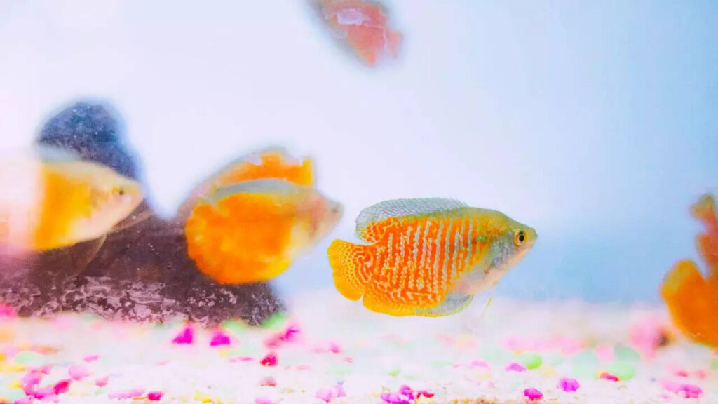 5 beautiful Gourami fish for home aquariums– Care, feeding, and tank tips