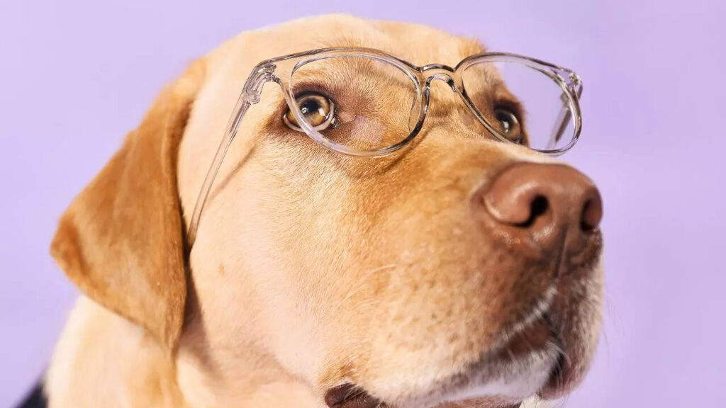 5 smartest and friendliest dog breeds that are easy to train