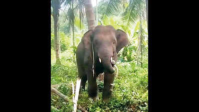 Three States, One Mission: An Elephant Waits For Its Rescue | Goa News