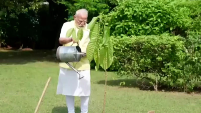 Watch: PM Modi plants a Kadamb sapling; King Charles gifted it on his birthday | India News