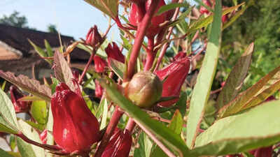 Roselle gardening at home: Tips for healthy plants and harvest |