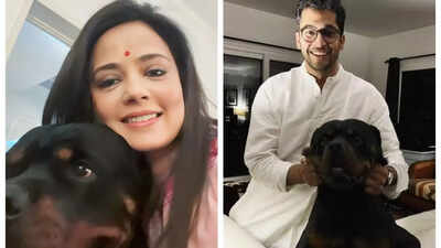 Mahua Moitra vs Jai Dehadrai over pet Henry: Why don’t you sit together and sort it out, asks Delhi HC | India News