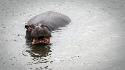Hippo horror in Ivory Coast: Boat capsizes on Sassandra River, throwing people into water; children among 11 go missing