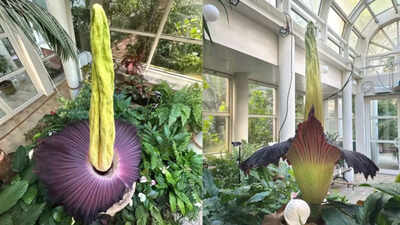 Titan arum: One of the world’s rarest flowers blooming at University of Warsaw; what makes the ‘corpse flower’ unique |