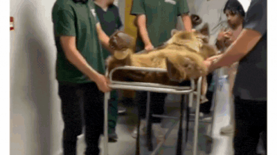 Turkey bear gets stomach troubles; lands in hospital on stretcher after overeating fruits – video | World News