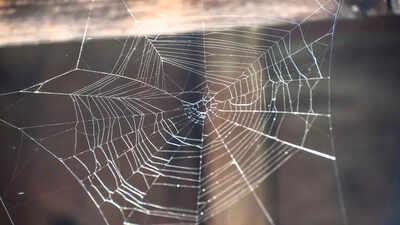Why is your home full of cobwebs: Understanding cobwebs and their meaning |