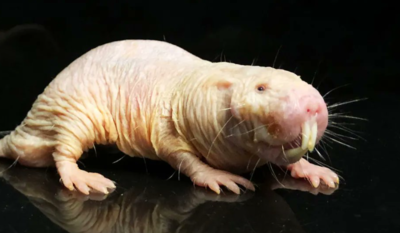 The secret to living longer may come from a rodent: How it’s unique DNA rewires ageing