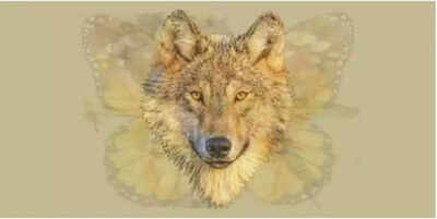 Optical illusion: The first animal you see in this pic REVEALS your inner personality