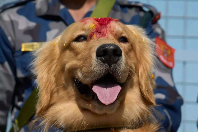 See how Nepal worships its dogs as VIPs with garlands, feasts, and love in the Kukur Tihar festival
