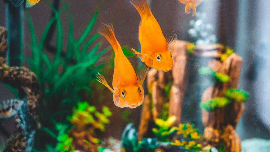 5 essential things one must know before getting a goldfish: Complete care guide