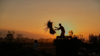 10,786 farmers and agri labourers committed suicide in India in 2023, Maharashtra reports the highest 38% of them followed by Karnataka at 22% : NCRB | India News