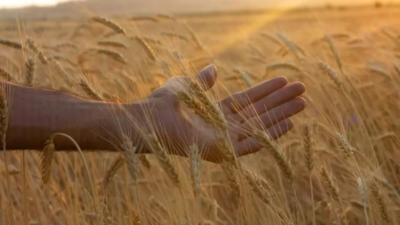 Wheat MSP hike: Cabinet approves Rs 160 increase; fixes price at Rs 2,585 per quintal