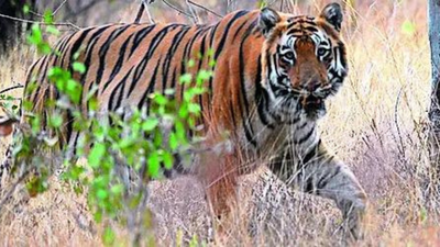 Big cat, big loss: In 4 years, Maharashtra has lost 142 tigers, 537 leopards, reveals RTI query | India News