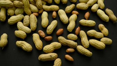 How are peanuts helping kids fight food allergies? Experts say early feeding could protect thousands
