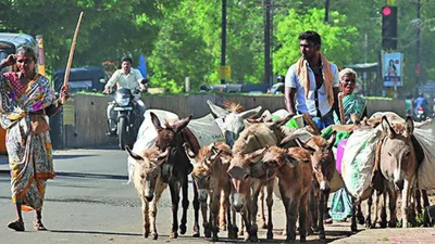‘Donkey rout’: MP loses 94% of donkeys in 3 decades, now just 3,000 left | India News