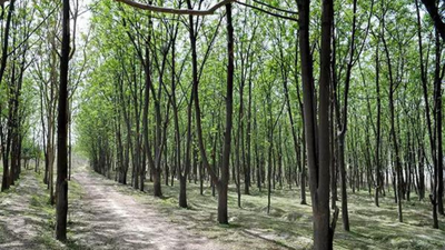 India rises to ninth spot globally in forest area: FAO | India News