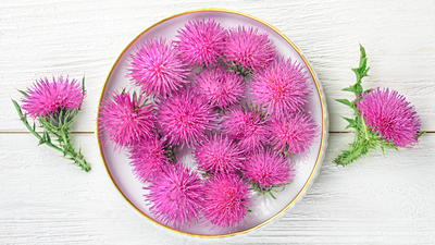 Milk Thistle Benefits: Milk thistle supports liver health in fatty liver disease, backed by scientific evidence |