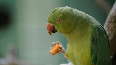 8 toxic foods you should never feed your parakeet for safe nutrition |