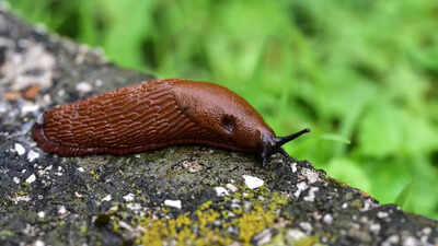 8 ways to keep slugs out of your home garden using natural solutions |