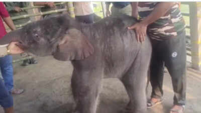 Baby elephant rescued from floodwaters after heartbreaking rejection by mother: IFS officer shares emotional video | Watch |