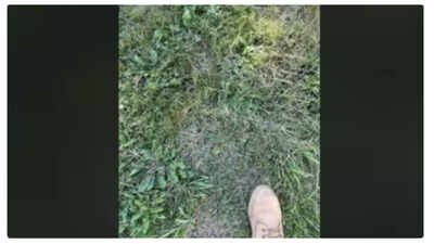 Optical Illusion: Think you have sharp eyesight? Spot the hidden frog amidst the grass in 10 seconds! |