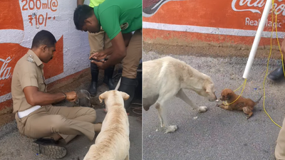Paws and applause! Dog patiently watches as Tamil Nadu police rescues its puppy from roadside pit; video wins internet | India News