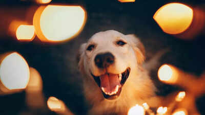 Why do dogs feel so restless during Diwali: How noise and sound impacts their brain