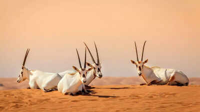 Earth just surprised scientists! Extinction rate among plant and animal species has surprisingly slowed down |