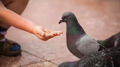 Feeding pigeons could harm your health: Know the hidden health risk and awareness tips |