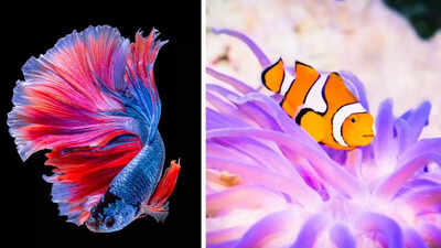 Freshwater vs Marine: How to choose the right aquarium fish for your home aquarium |