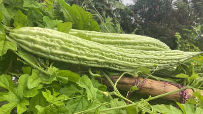 Health benefits of karela leaves: A nutrient-dense food for blood sugar, liver, and immunity |