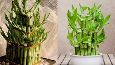How to grow lucky bamboo at home: 8 common mistakes to avoid |