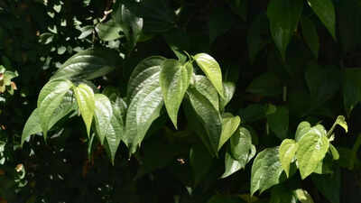 How to grow nutrient-rich betel leaves at home: Tips for planting and care |