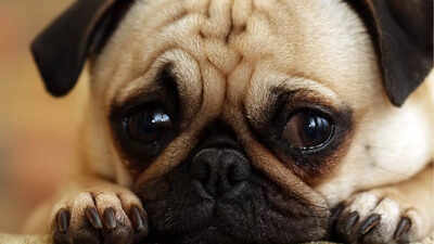 How to protect your dogs from loud fireworks and cracker sounds: Tips to keep them calm |