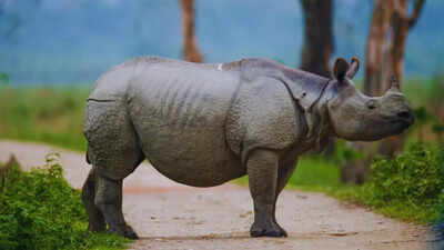 These Indian states have rare wildlife species as state birds and animals |