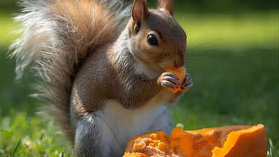 Keep squirrels away from your Halloween pumpkins: Easy and natural remedies |