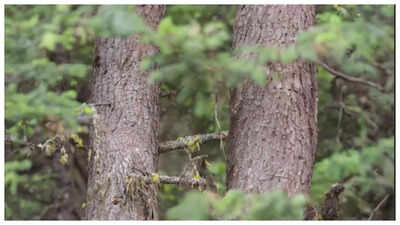 Optical Illusion: Only someone with ‘very’ sharp eyes can spot the sneaky owl camouflaged perfectly here |