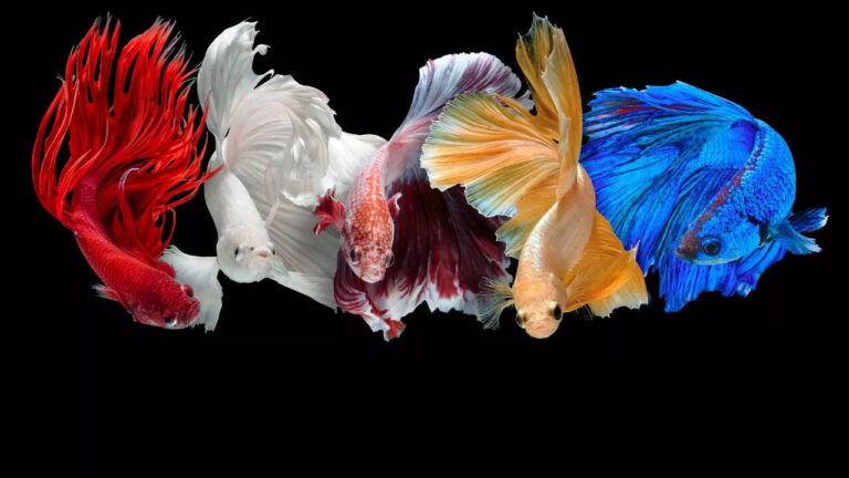 Top 10 Betta fish varieties that will brighten your aquarium