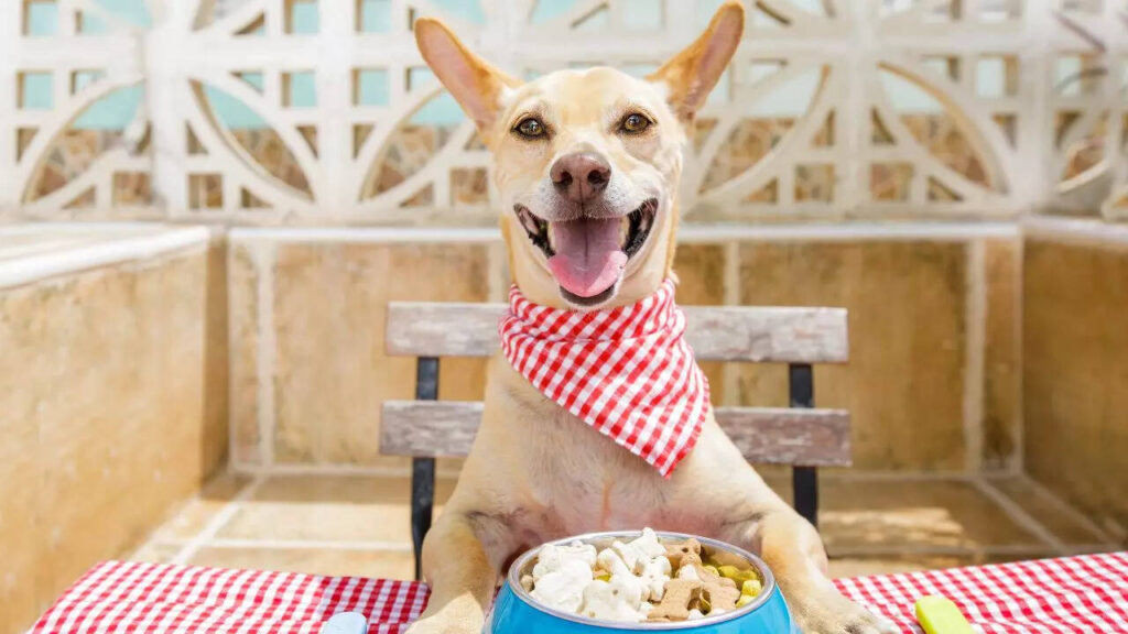 8 everyday foods in your kitchen that can poison dogs and cats