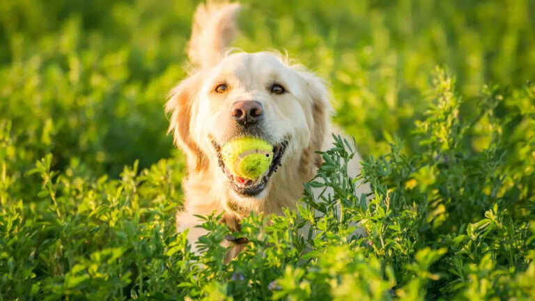 5 intelligent and easy-to-train dog breeds for beginners