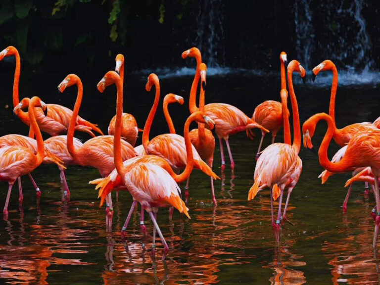 Top 5 bird sanctuaries every traveller should visit