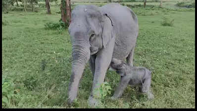 Born in the wild, named to honour Assam’s free-spirited legend: Meet calf ‘Mayabini’ | Guwahati News