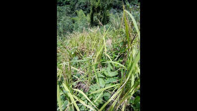 ‘Thingtam’ sparks rodent explosion in Mizoram, paddy fields of 3,983 families in 122 villages destroyed | Guwahati News