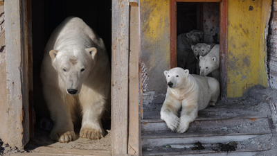 Bears in the house: Polar giants seen chilling in abandoned Russian Arctic station; see rare images