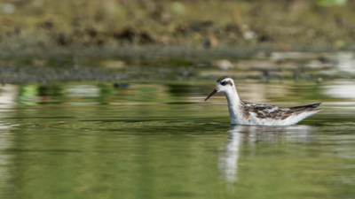 Rare Arctic migratory bird returns to Coimbatore’s Singanallur lake after 12 years | Coimbatore News