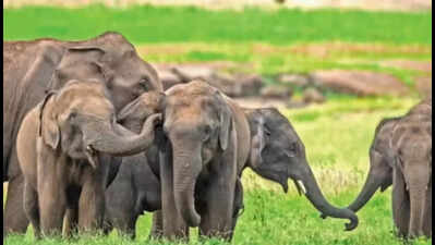 Elephant numbers down 25% in 8 yrs: 1st DNA census | Dehradun News