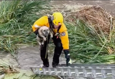 Watch: Puppy gets trapped in California floods; rescued by firefighters